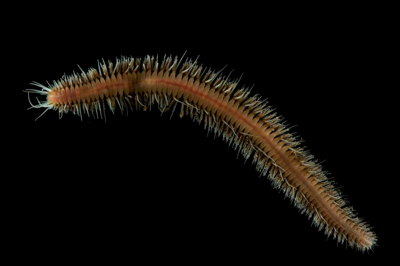 A new species of ragworm. (Image: David Shale)